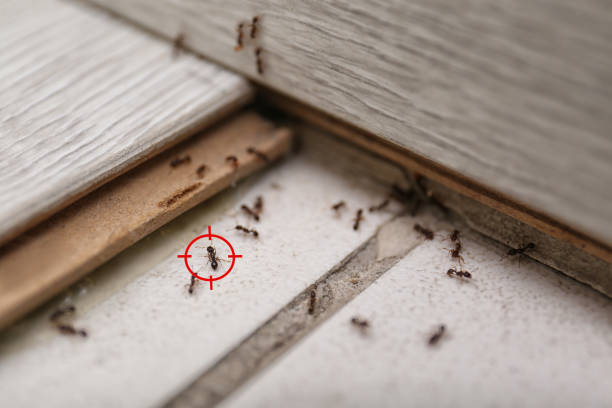 Best Residential Pest Control  in Woodbury Heights, NJ